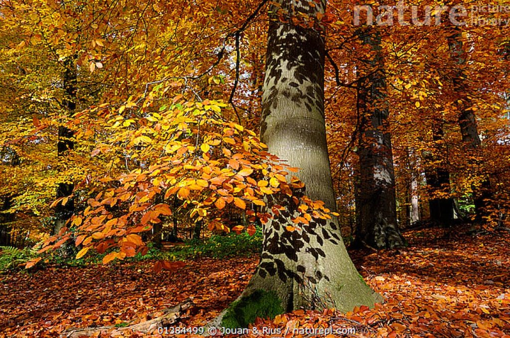 Bosque de hayas europeas en otoño en el Parque Nacional de los Lagos de Plitvice, Croacia