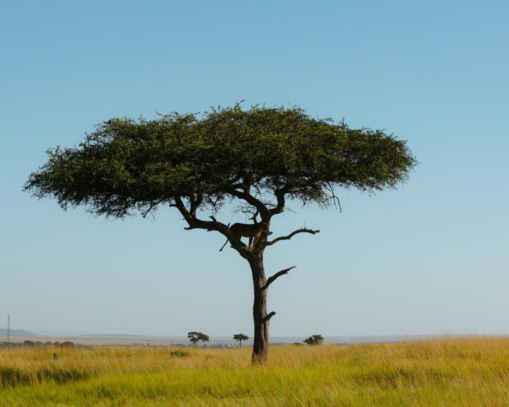 Acacia amarilla al atardecer en la sabana del Serengeti, Tanzania