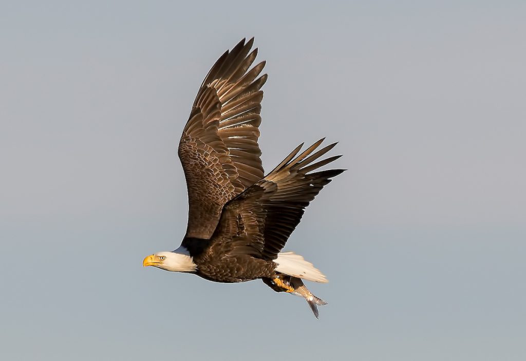 Águila de cabeza blanca pescando en el río Niágara en invierno