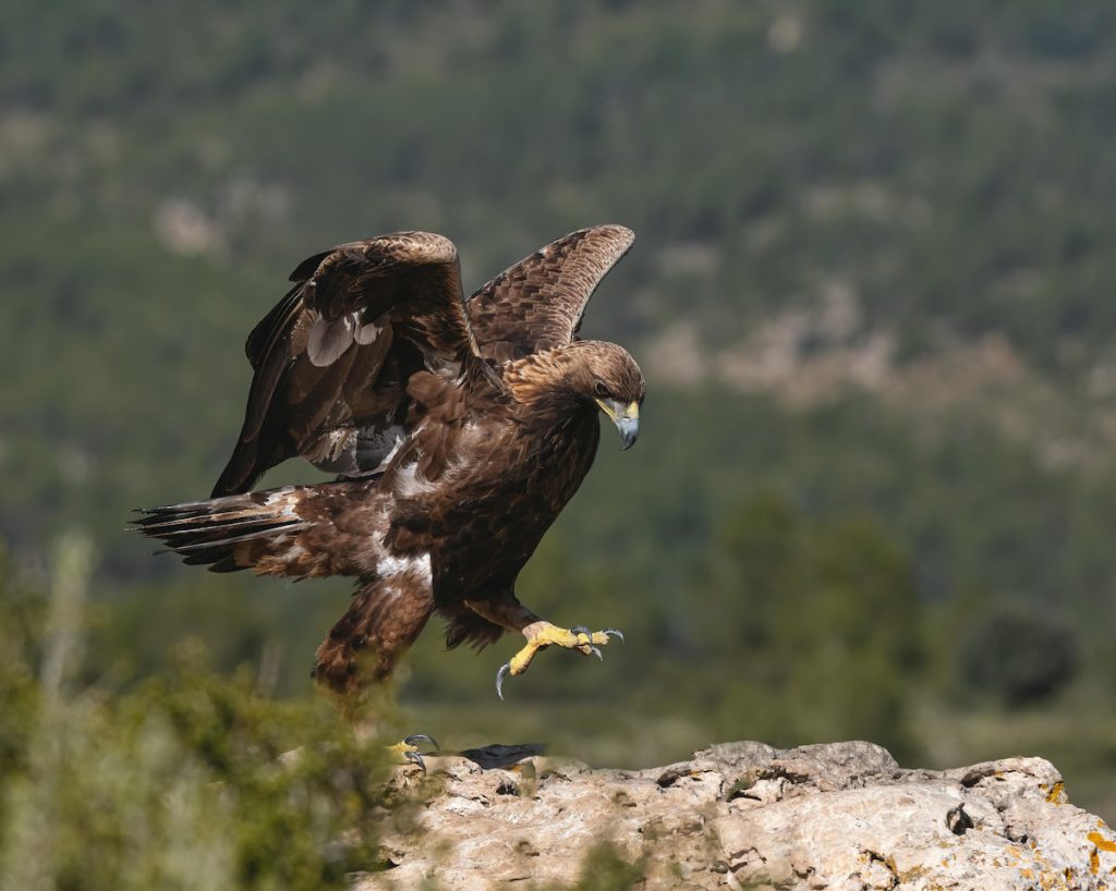 Águila imperial ibérica en vuelo sobre el Coto de Doñana, Huelva España