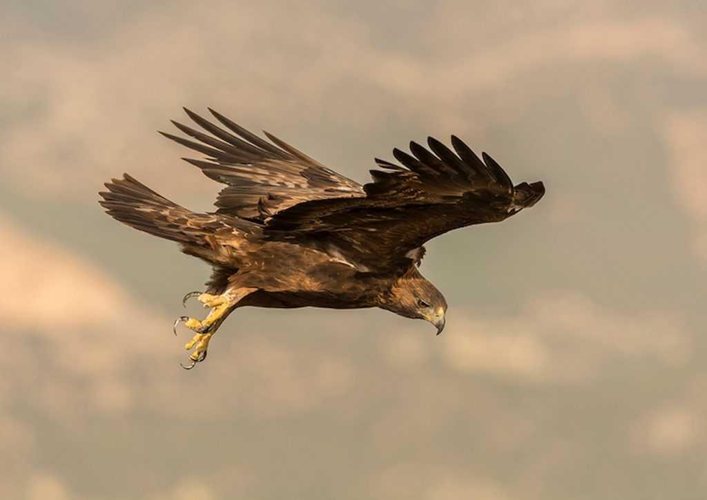 Águila real planeando sobre los valles volcánicos de Capadocia, Turquía