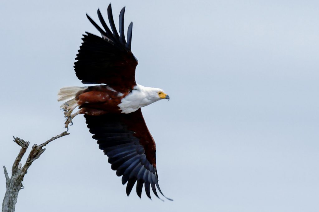 Águila pescadora africana en vuelo sobre el río Zambeze, Cataratas Victoria