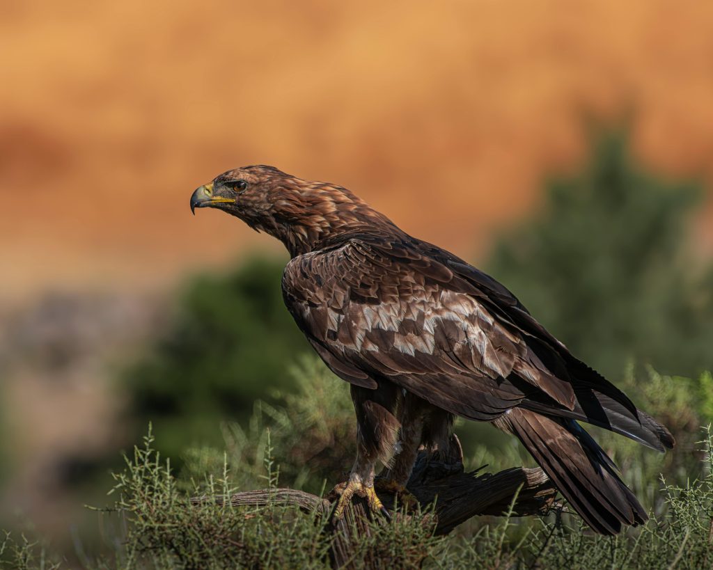 Águila real en el macizo del Mont Blanc, Alpes franceses