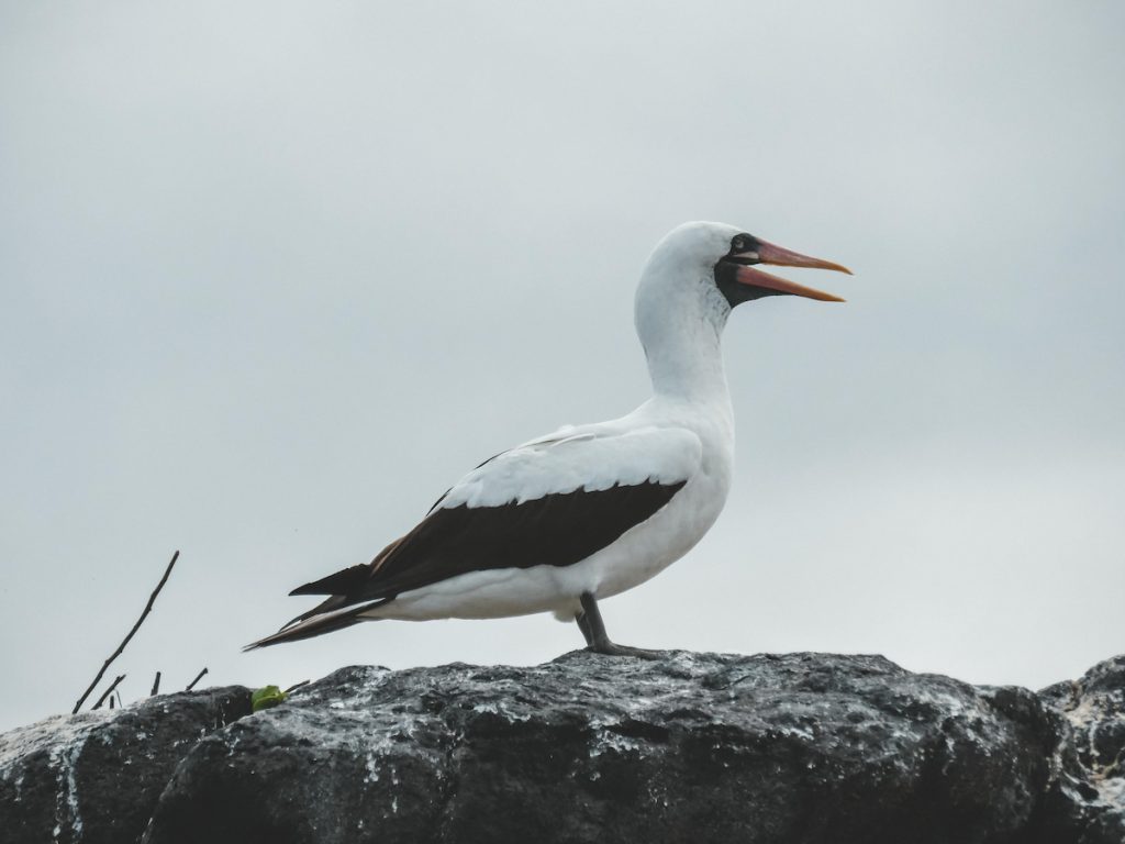 Albatros de Galápagos en la isla Española, Islas Galápagos