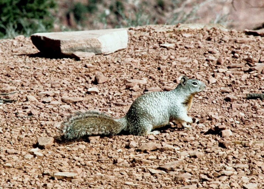 Ardilla de Kaibab en el bosque de pinos del North Rim, Gran Cañón