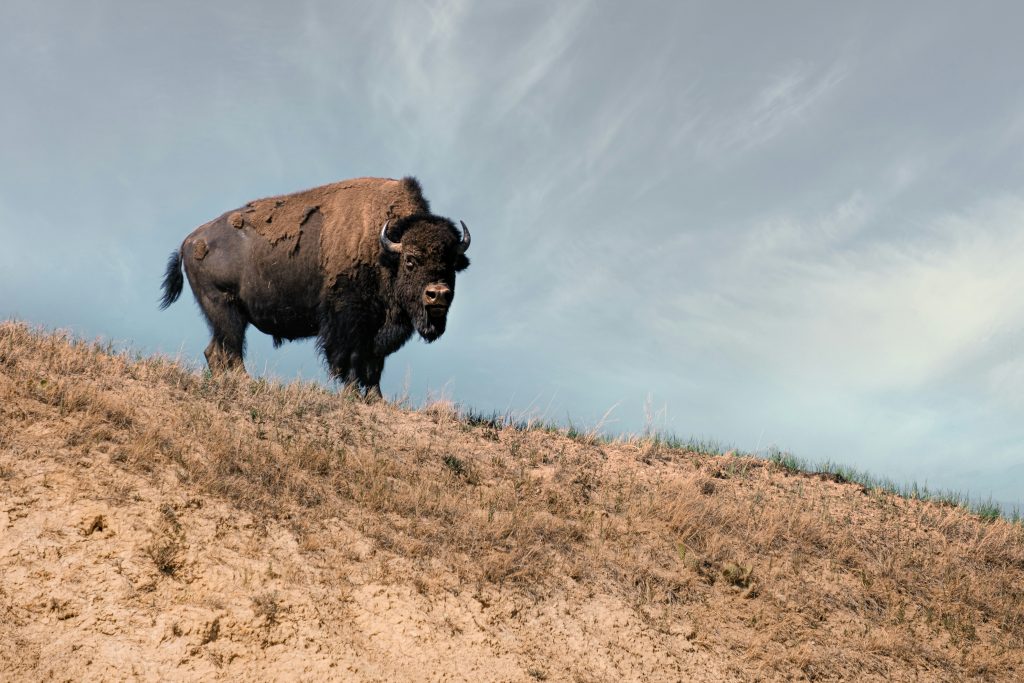 Bisonte americano en el Parque Nacional de Yellowstone, Wyoming