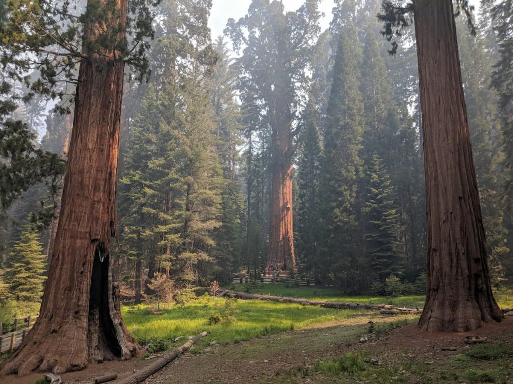 Bosque de secuoyas gigantes en Mariposa Grove, Parque Nacional de Yosemite