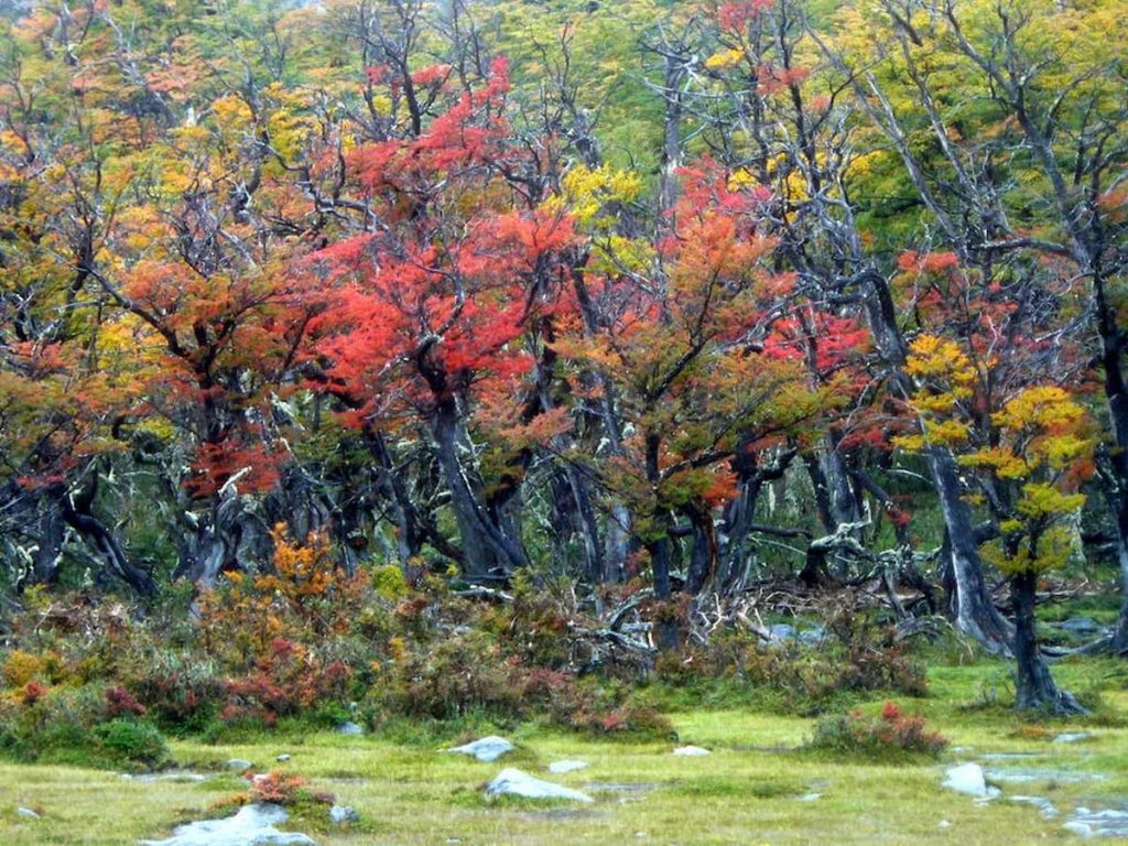 Bosque de lenga en otoño austral en la Patagonia argentina