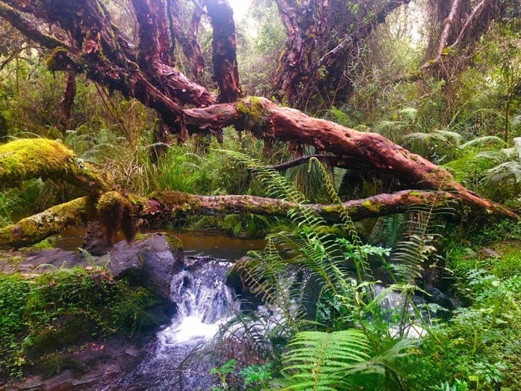 Bosque de Polylepis en las laderas altas del Santuario de Machu Picchu, Perú