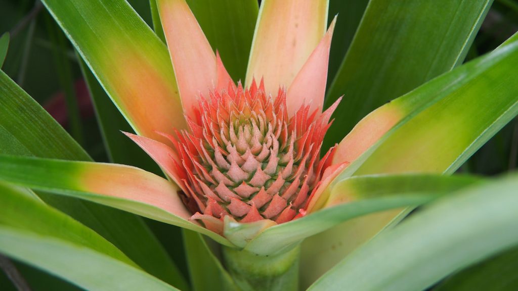 Bromelia carnívora Brocchinia en los tepuyes venezolanos del Parque Nacional Canaima