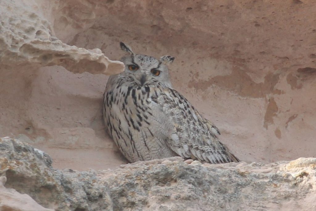 Búho real en las rocas volcánicas de Capadocia, Turquía