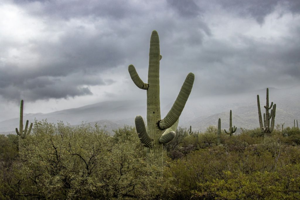 Cactus saguaro en el desierto de Sonora en el Gran Cañón, Arizona