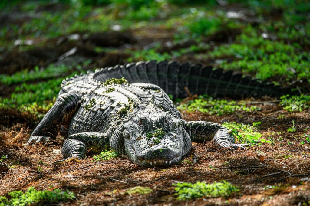 Caimán americano en los canales del Parque Nacional Everglades, Florida