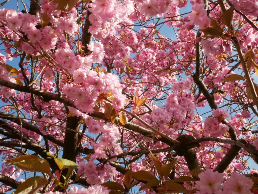 Cerezos en flor, Japón primavera