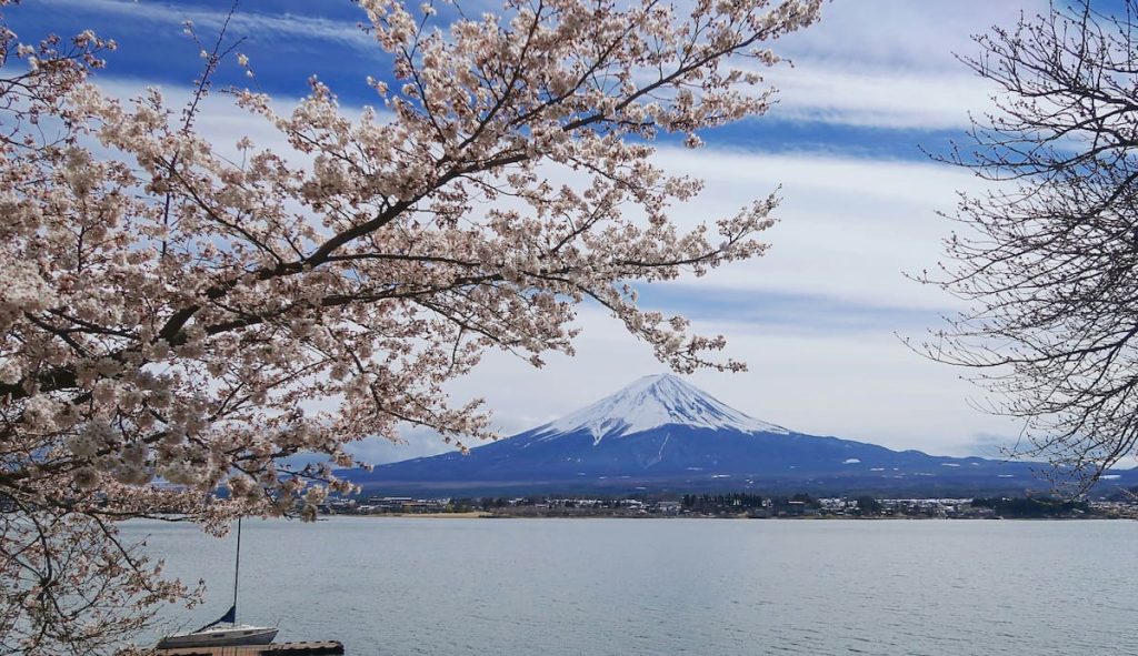 Cerezos en flor con el Monte Fuji al fondo en primavera, Japón
