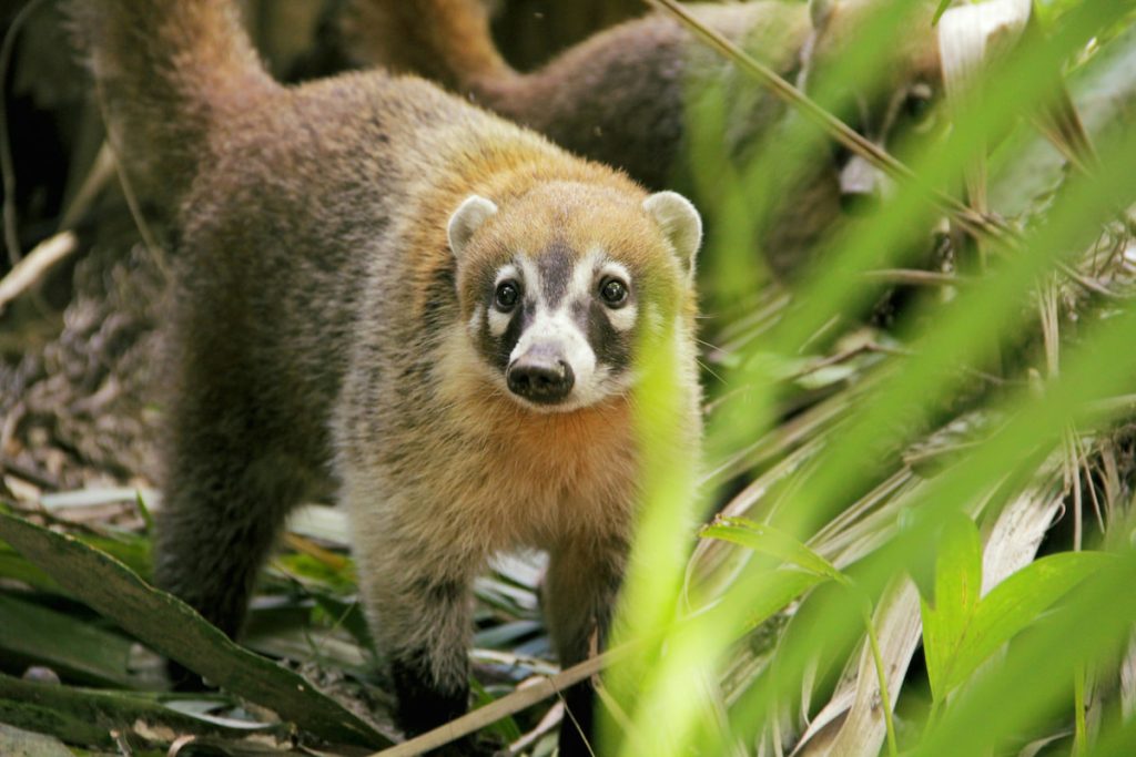 Coatí en las pasarelas del Parque Nacional Iguazú, Cataratas del Iguazú Argentina