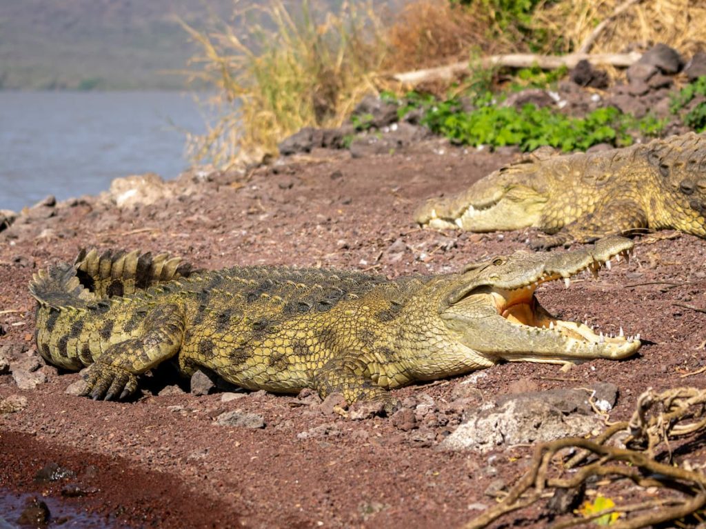 Cocodrilo del Nilo en el río Zambeze cerca de las Cataratas Victoria