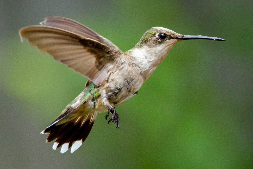 Colibrí gigante en los Andes peruanos cerca del Santuario de Machu Picchu, Perú