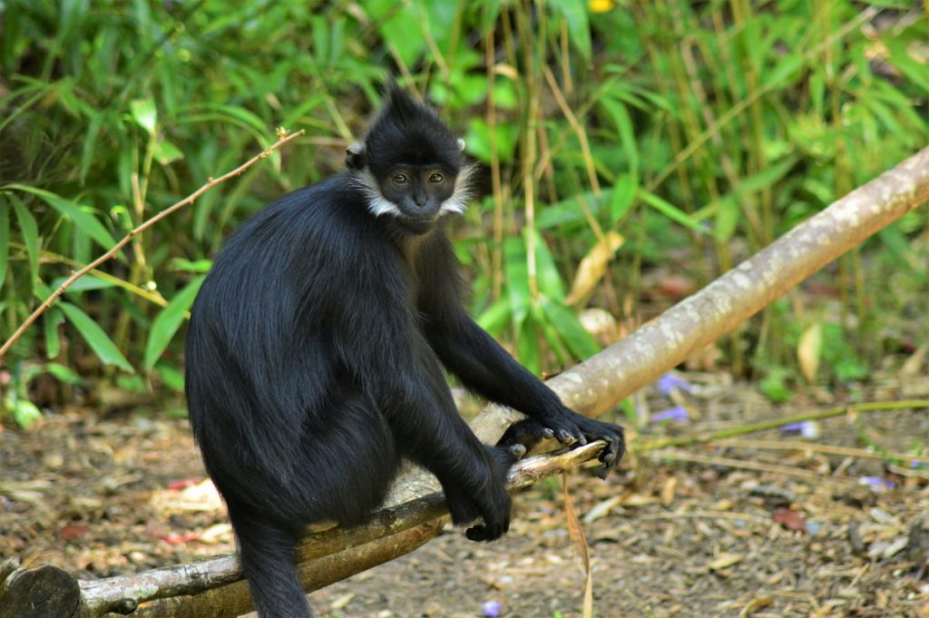 Colobo blanco y negro en los bosques del Kilimanjaro, Tanzania