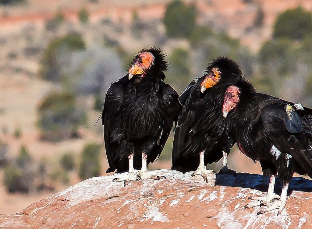 Cóndor de California en el Gran Cañón, Arizona