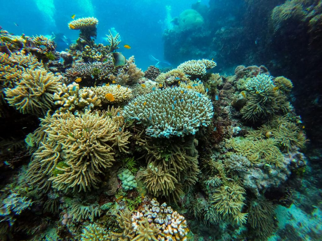 Coral blanqueado junto a coral sano en la Gran Barrera de Coral, Australia