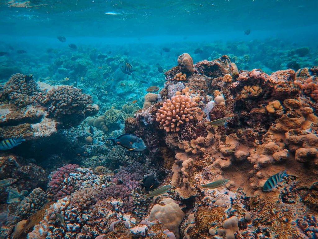 Coral Acropora de colores en la Gran Barrera de Coral, Queensland Australia