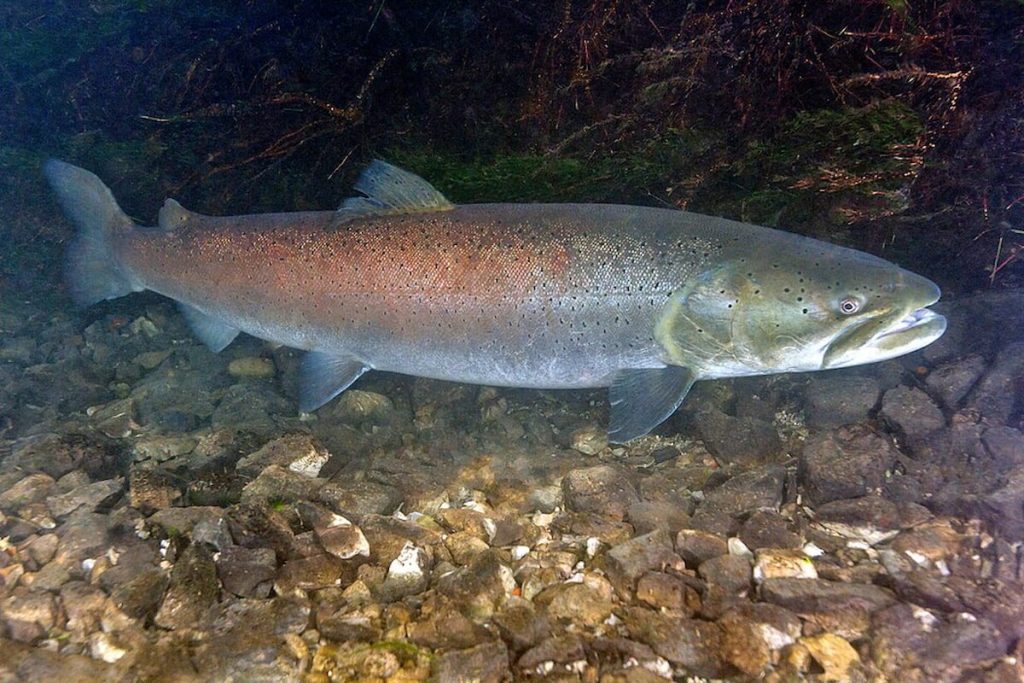 Hucho salmónido gigante en las aguas cristalinas de los Lagos de Plitvice, Croacia