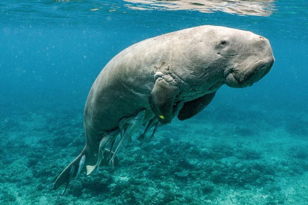 Dugongo pastando en las praderas marinas de la Gran Barrera de Coral, Australia