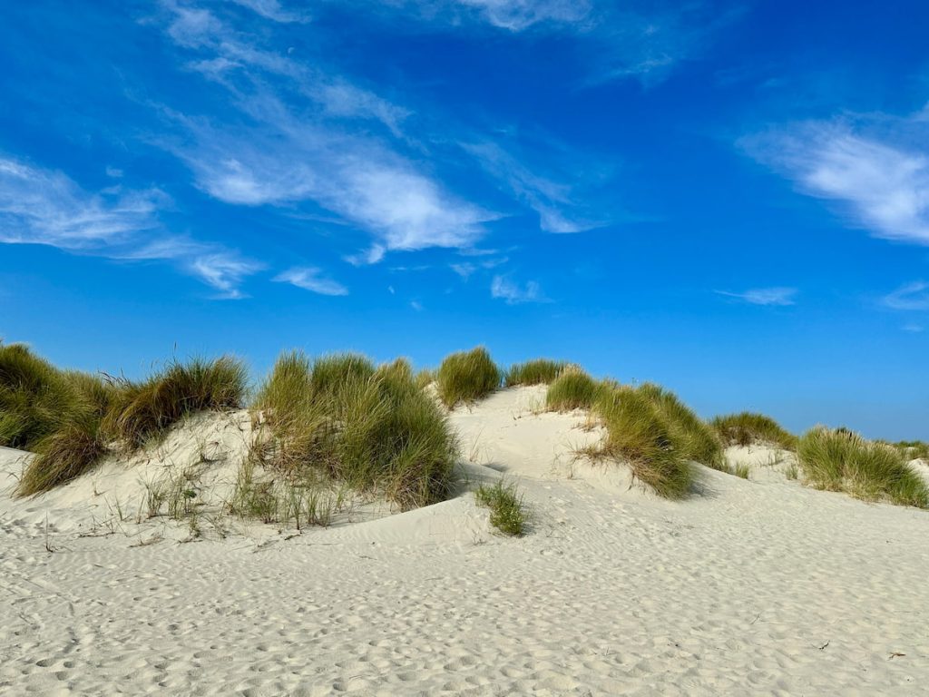 Dunas móviles del Coto de Doñana con pinar costero al fondo, Huelva España