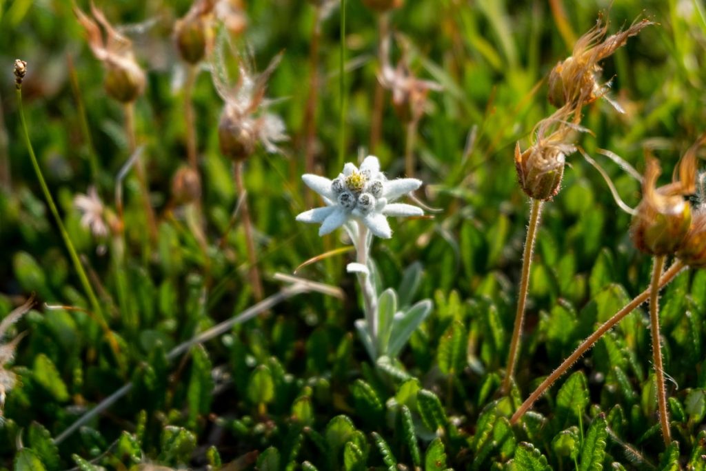 Flor de edelweiss en las rocas alpinas del macizo del Mont Blanc