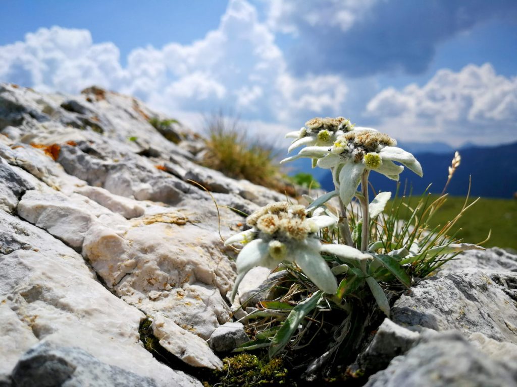 Edelweiss del Himalaya en los prados alpinos del Everest, Nepal