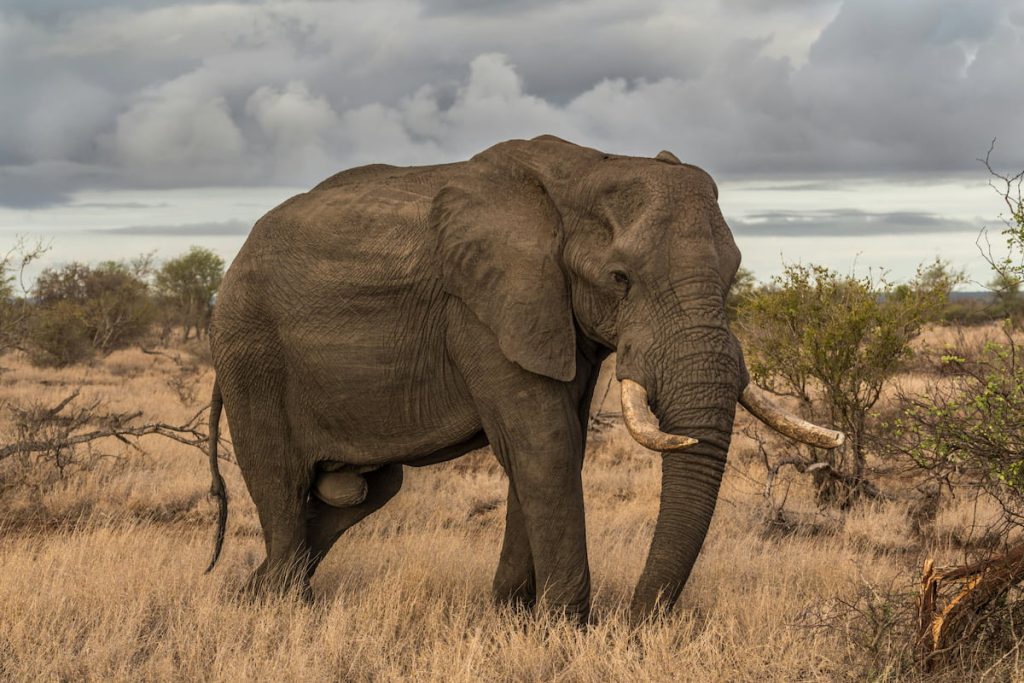 Elefante africano en las laderas del Kilimanjaro con nieve al fondo, Tanzania