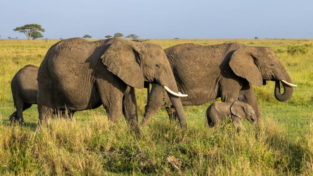  Manada de elefantes africanos en el Serengeti con el Kilimanjaro al fondo