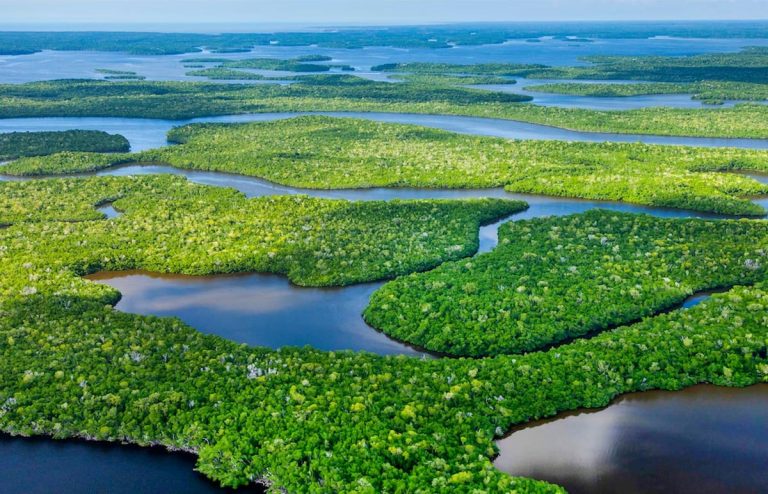Vista aérea de los humedales del Parque Nacional Everglades, Florida