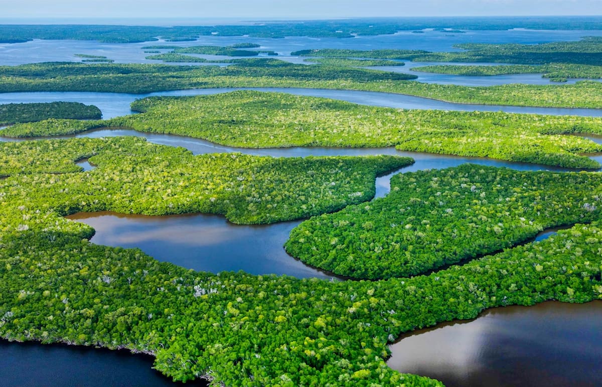 Vista aérea de los humedales del Parque Nacional Everglades, Florida