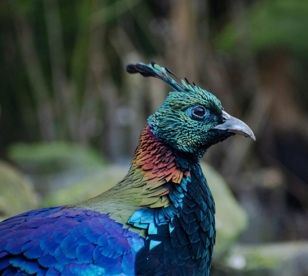 Faisán impeyan macho en los bosques del Parque Nacional Sagarmatha, Nepal
