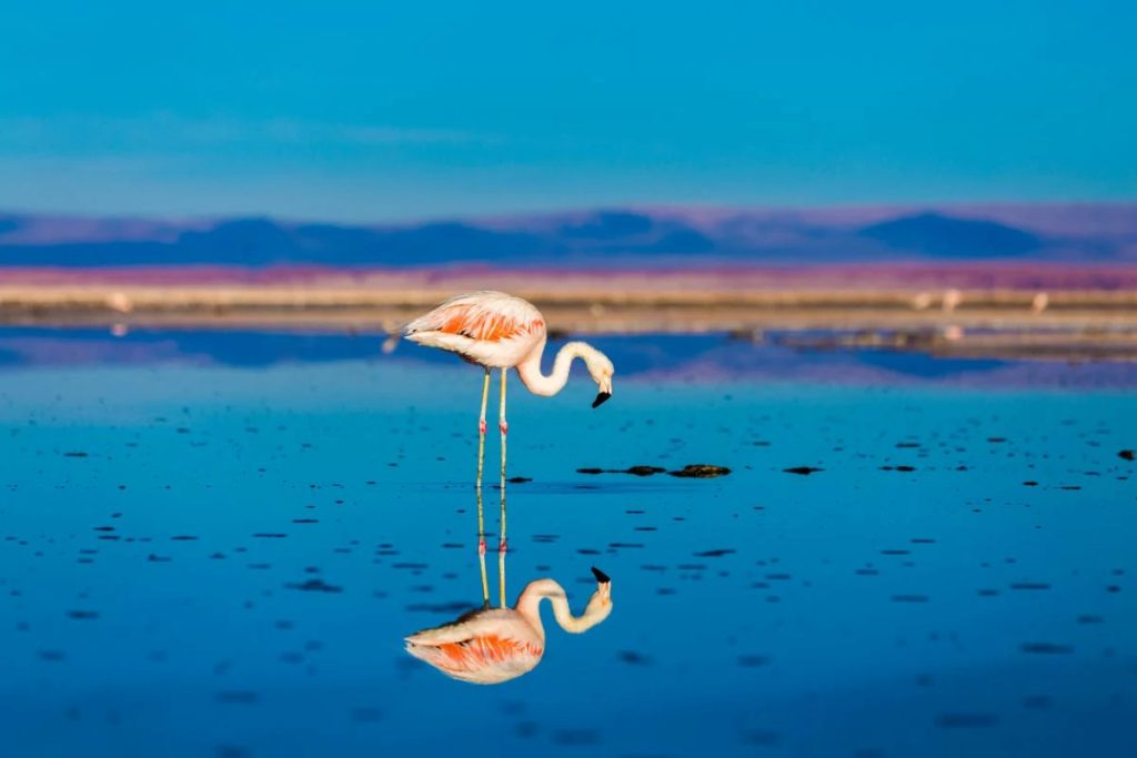 Flamencos andinos en la laguna Miscanti del Desierto de Atacama, Chile