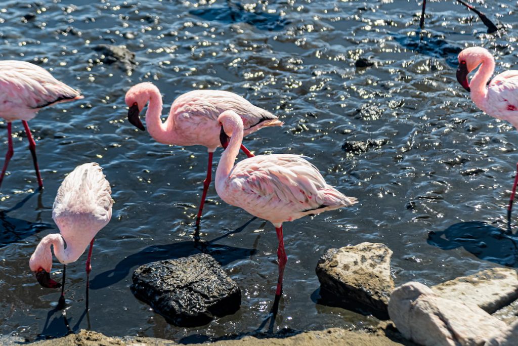 Grupo de flamencos en las marismas del Coto de Doñana, Huelva España