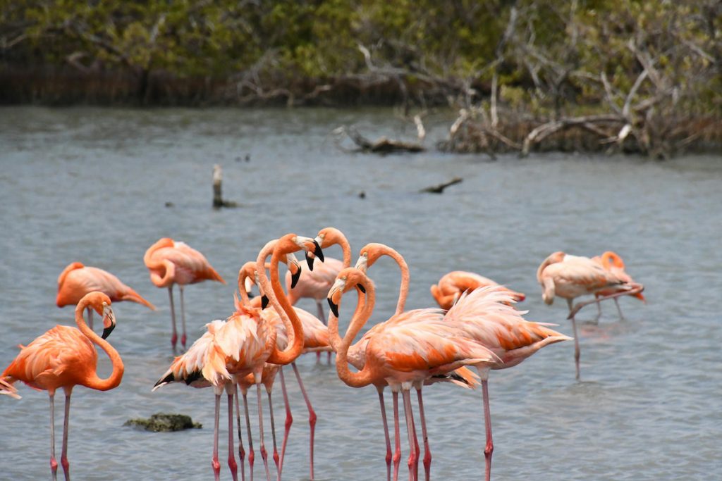 Flamencos en la bahía de Florida, Parque Nacional Everglades