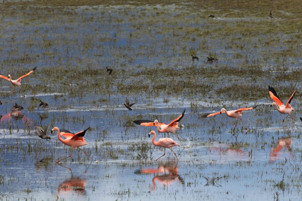 Marismas del Coto de Doñana al amanecer con flamencos, Huelva España
