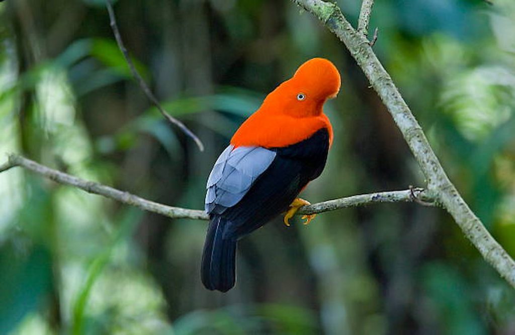Gallito de las rocas macho en el bosque nuboso andino del Santuario de Machu Picchu, Perú
