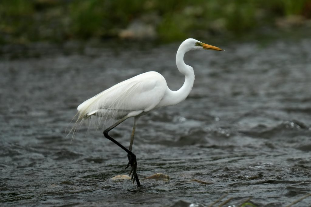 Garceta grande en las orillas del río Niágara, Nueva York