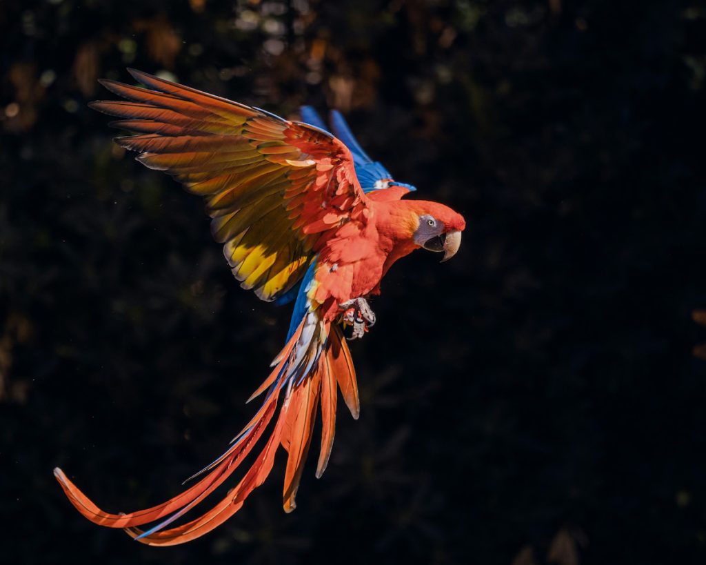 Guacamayo escarlata en vuelo sobre la selva del Parque Nacional Canaima, Venezuela