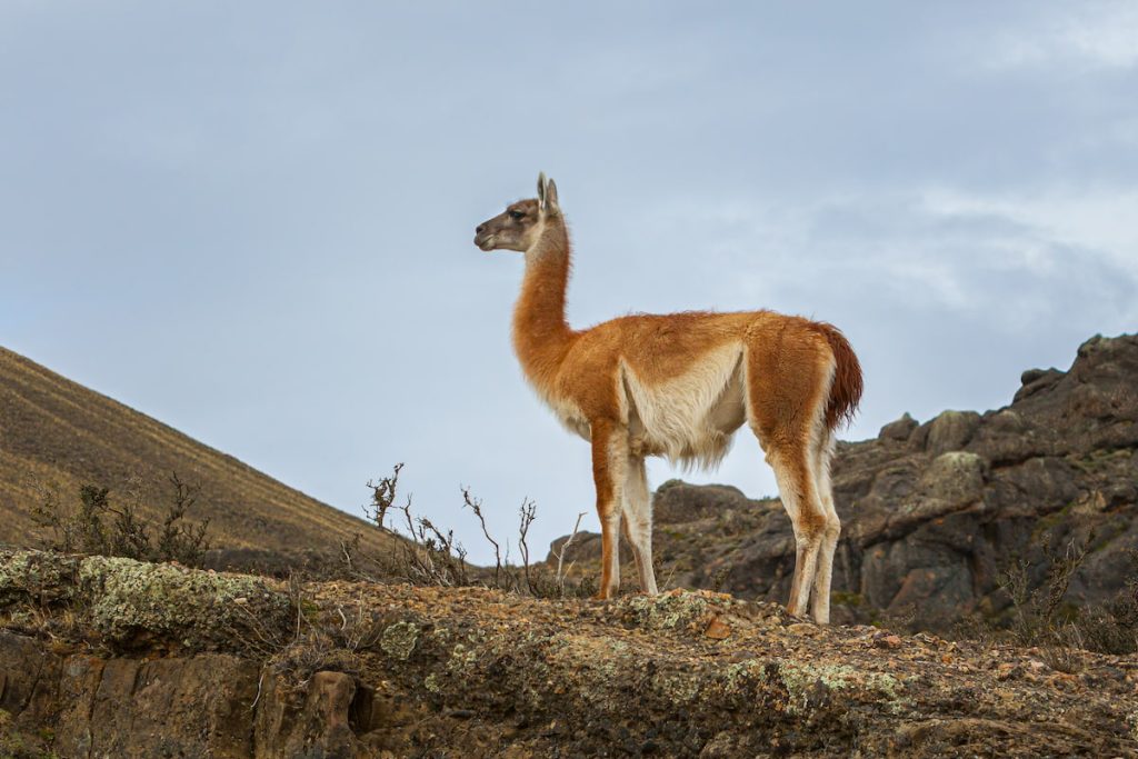Guanaco en las praderas patagónicas frente al Glaciar Perito Moreno, Argentina