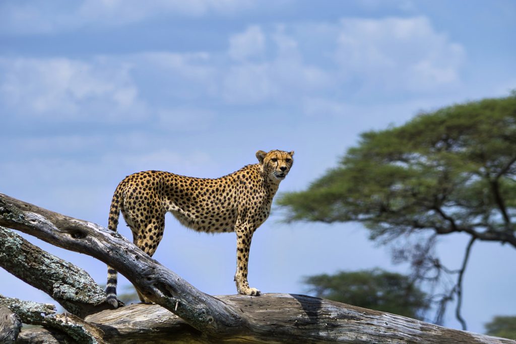 Guepardo en las llanuras del Serengeti, Tanzania