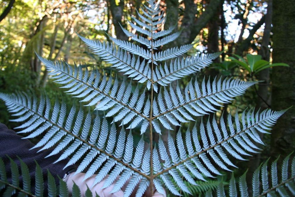 Helechos plateados en el bosque del Parque Nacional de Fiordland, Nueva Zelanda
