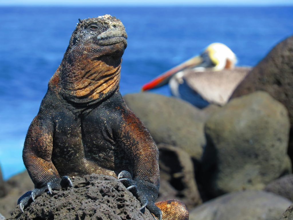 Iguana marina tomando el sol en las Islas Galápagos, Ecuador