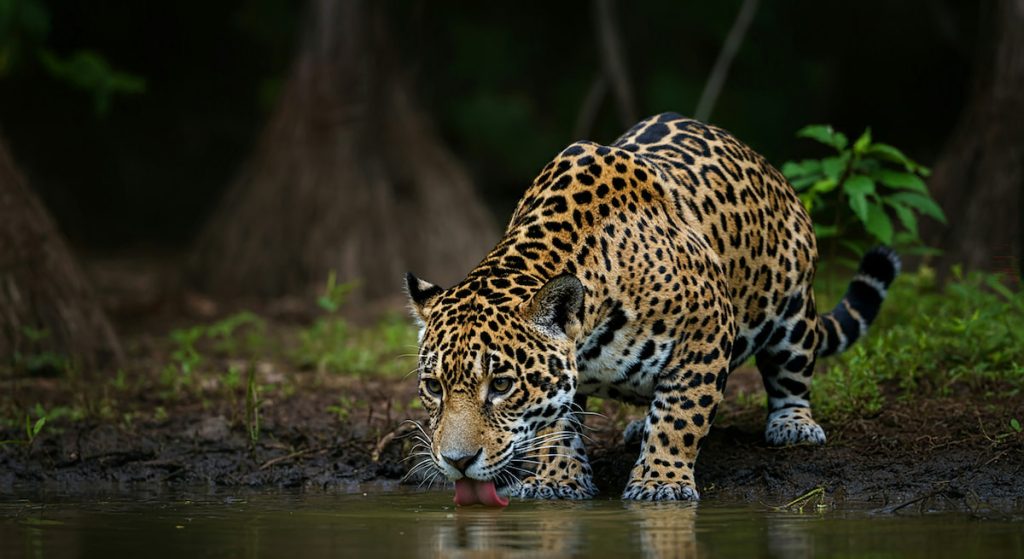 Jaguar en la selva paranaense del Parque Nacional Iguazú, Argentina