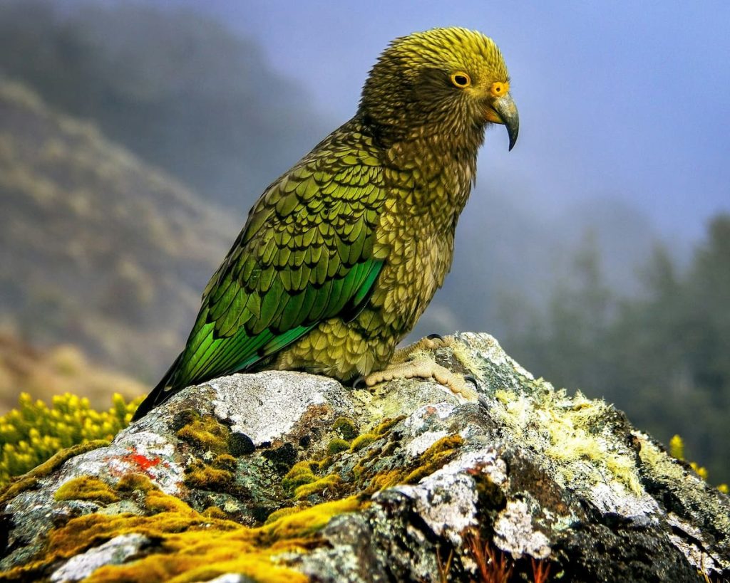 Kakapo loro gigante en el Parque Nacional de Fiordland, Nueva Zelanda
