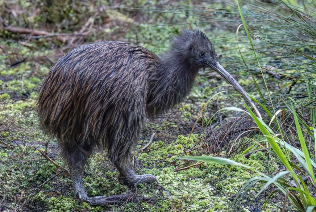 Kiwi austral en el bosque nocturno del Parque Nacional de Fiordland, Nueva Zelanda